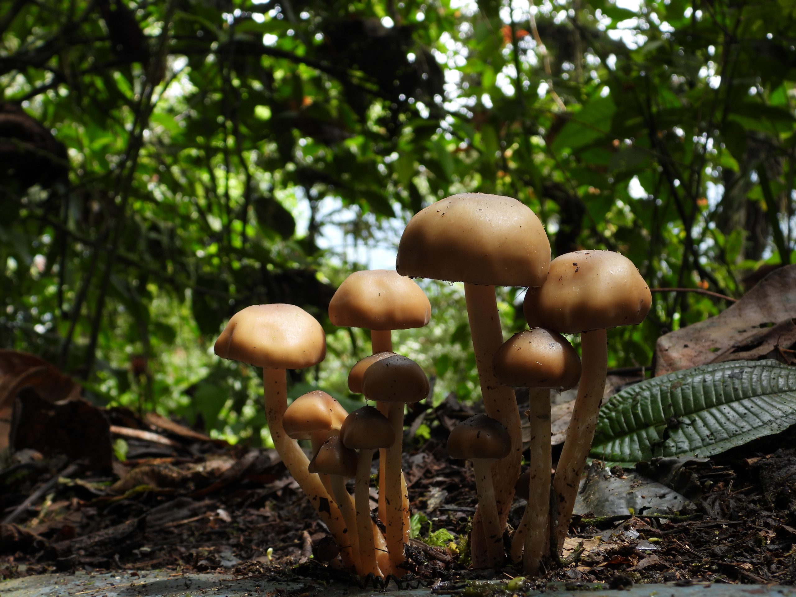 Importancia Biologica Y Socioeconomica De Los Hongos expertosenhongos.com